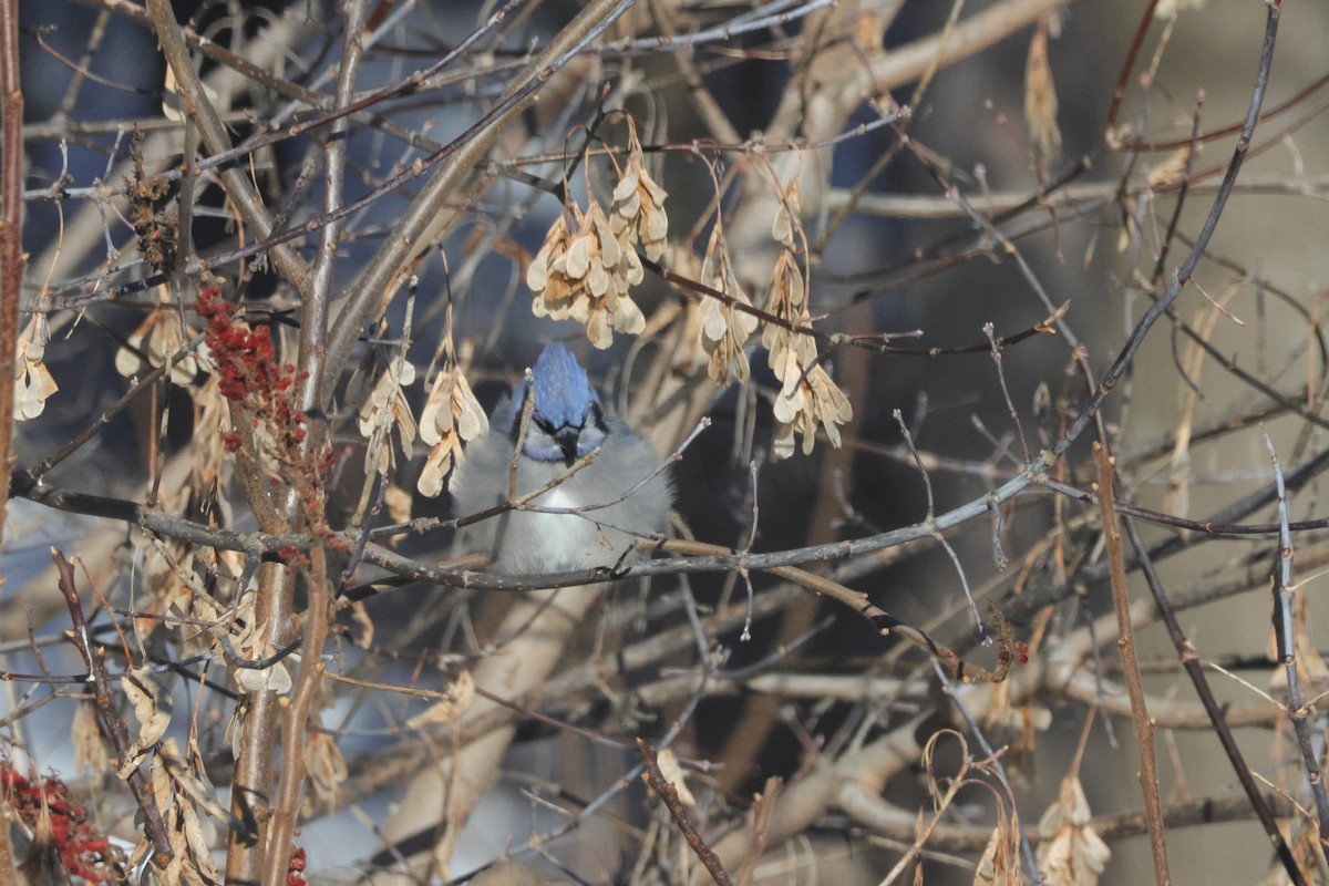 Blue Jay - ML647053627