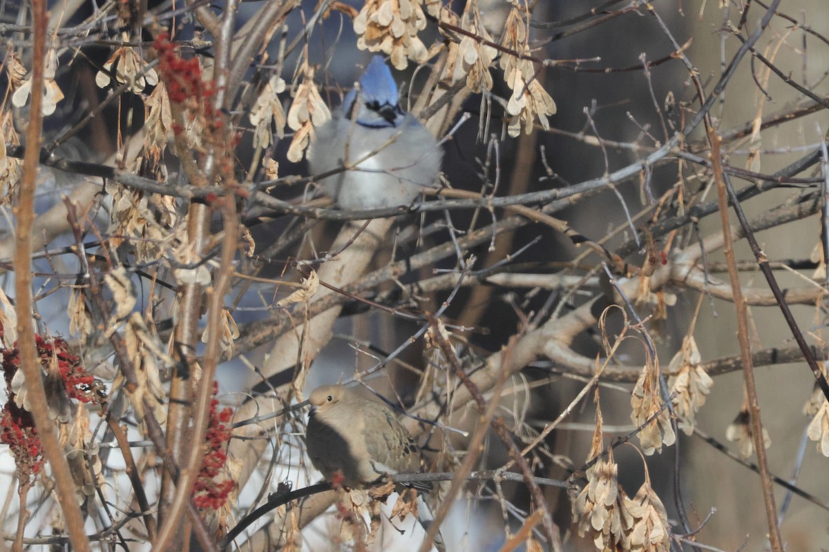 Blue Jay - ML647053628