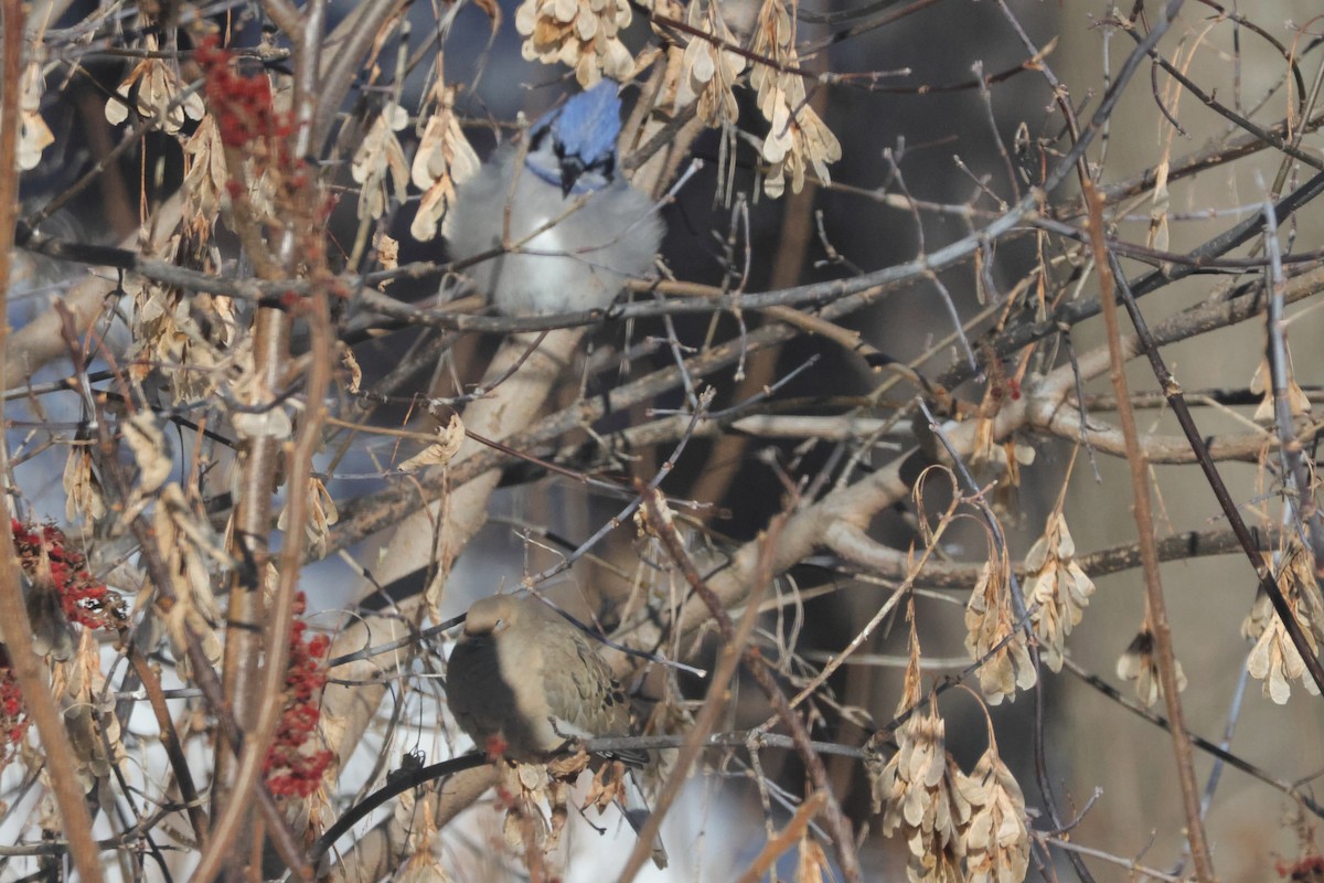 Blue Jay - ML647053629