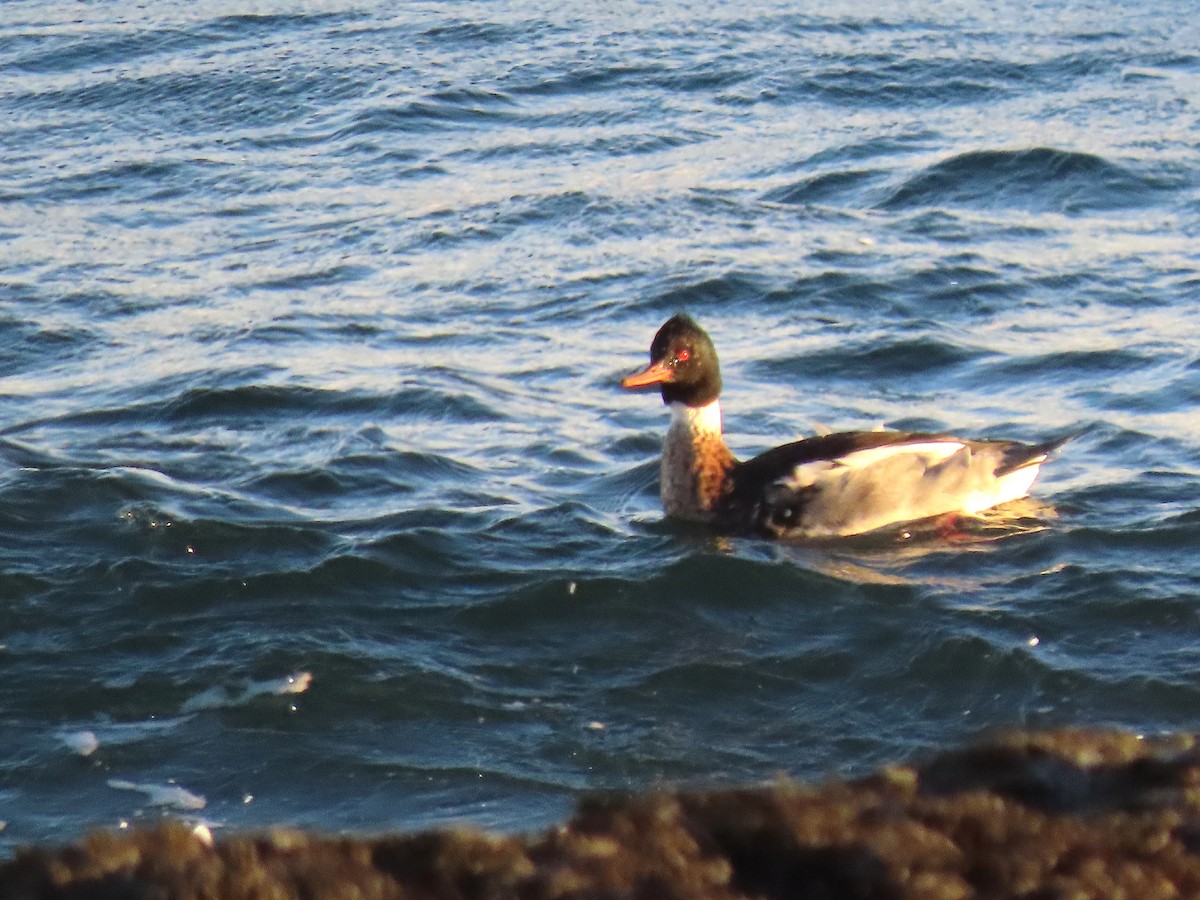 Smergo minore - ML647053638