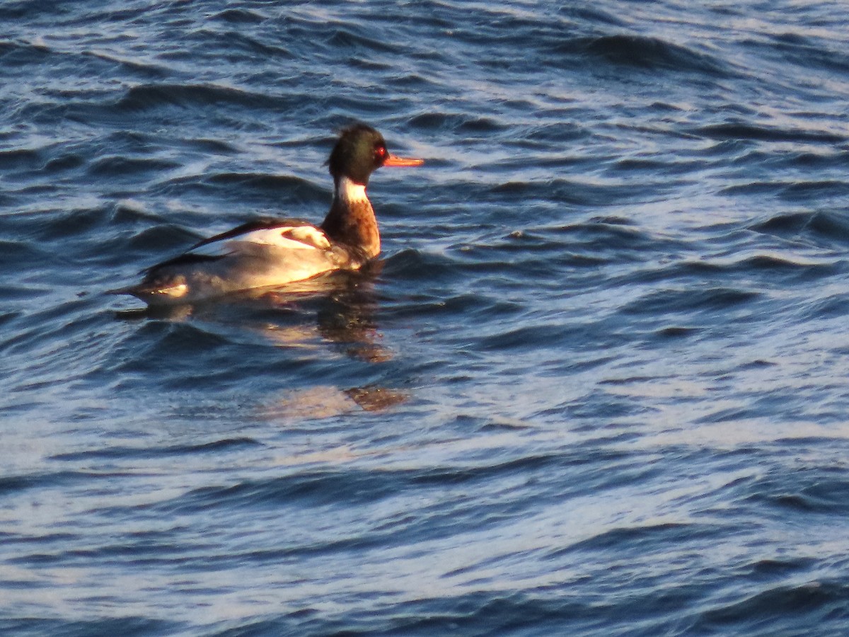 Smergo minore - ML647053639