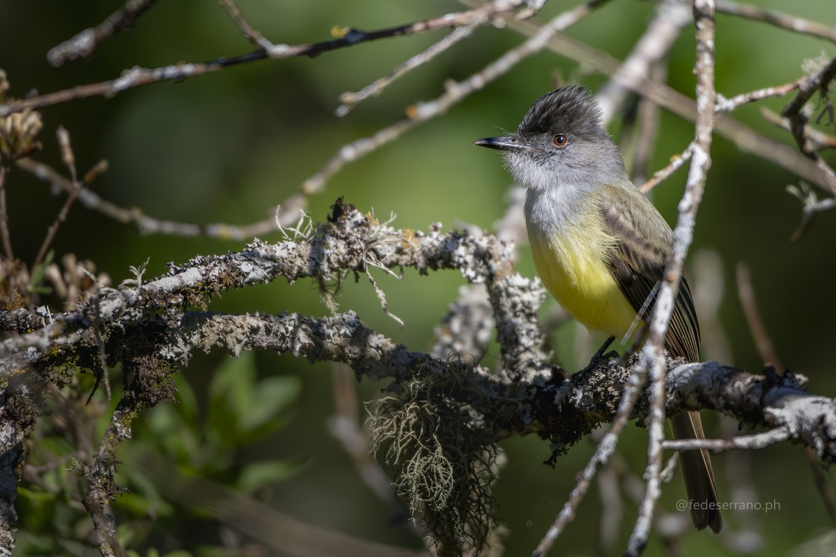 Dusky-capped Flycatcher - ML647053646