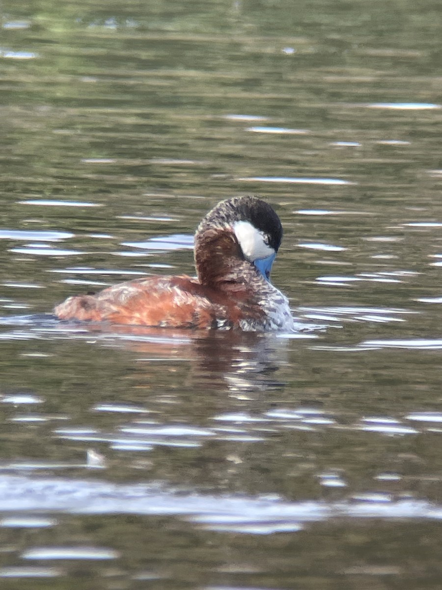 Gobbo della Giamaica - ML647053662