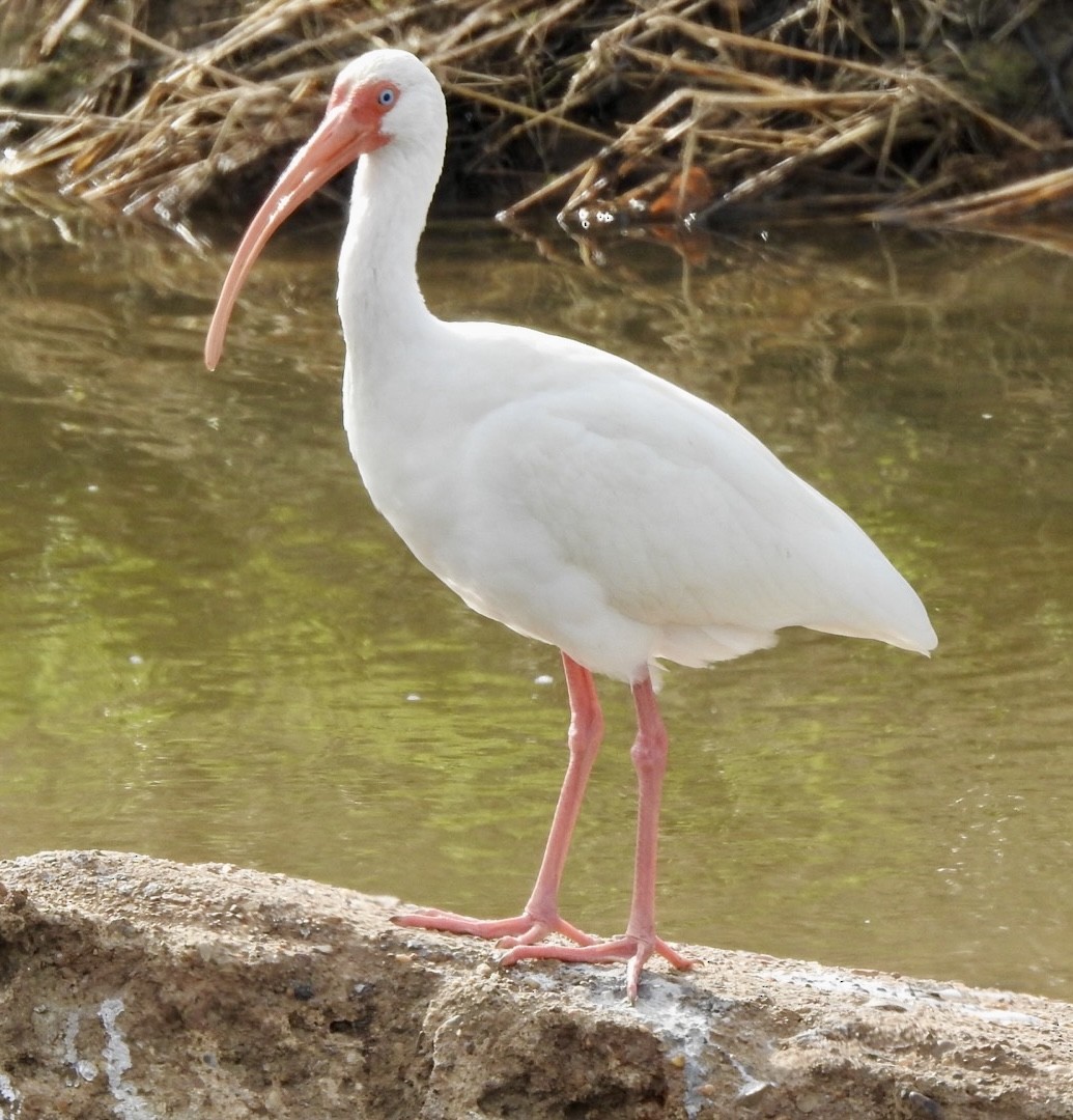 White Ibis - ML647053664