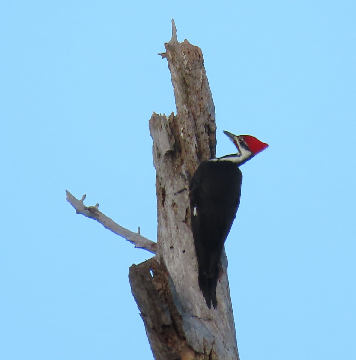 Pileated Woodpecker - ML647053667