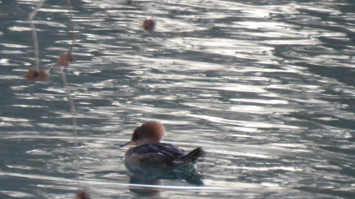 Hooded Merganser - ML647053668