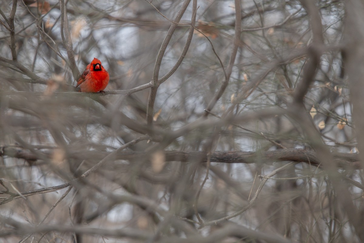 Northern Cardinal - ML647053680