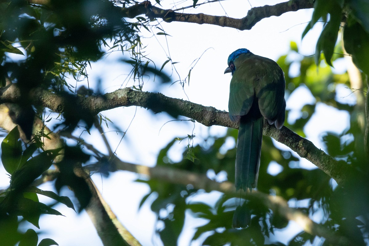 Blue-capped Motmot - ML647053685