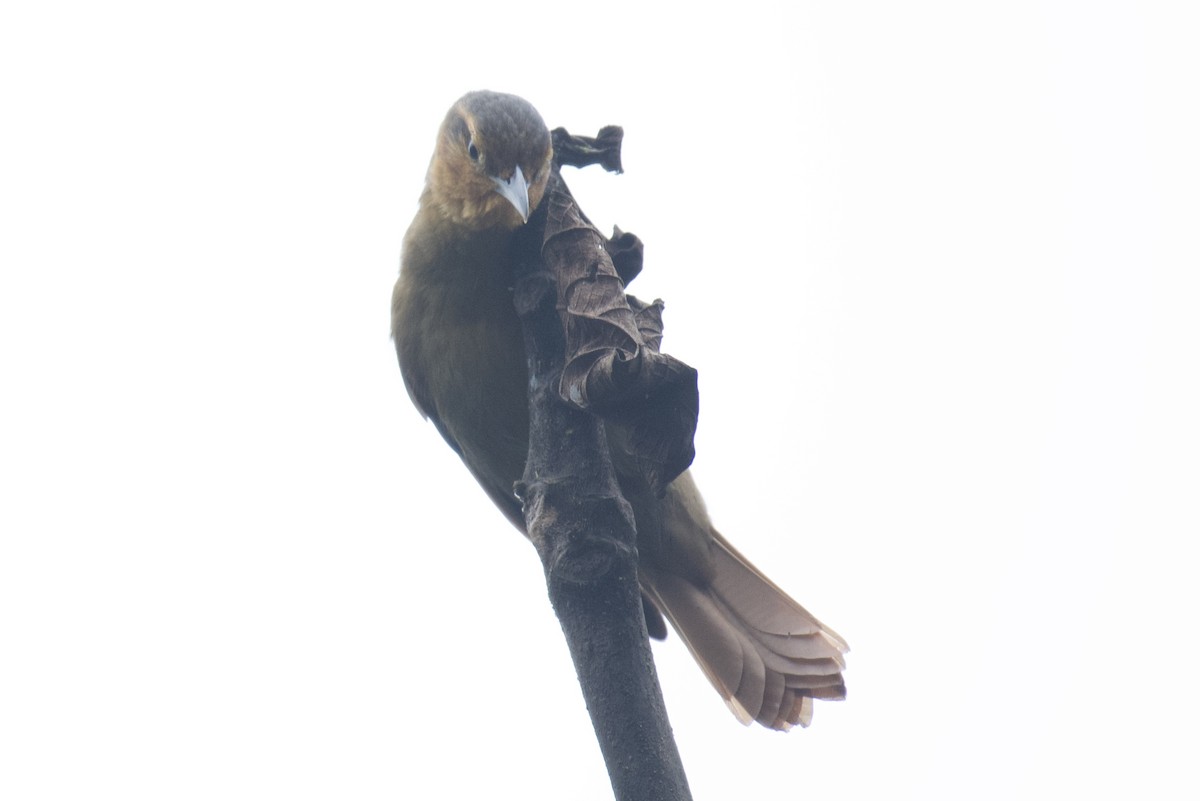 Buff-fronted Foliage-gleaner - ML647053690