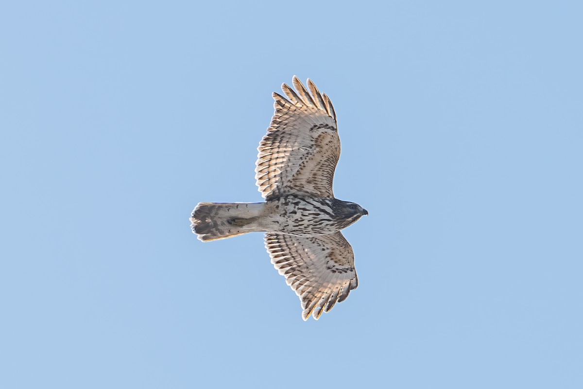 káně páskovaná - ML647053705