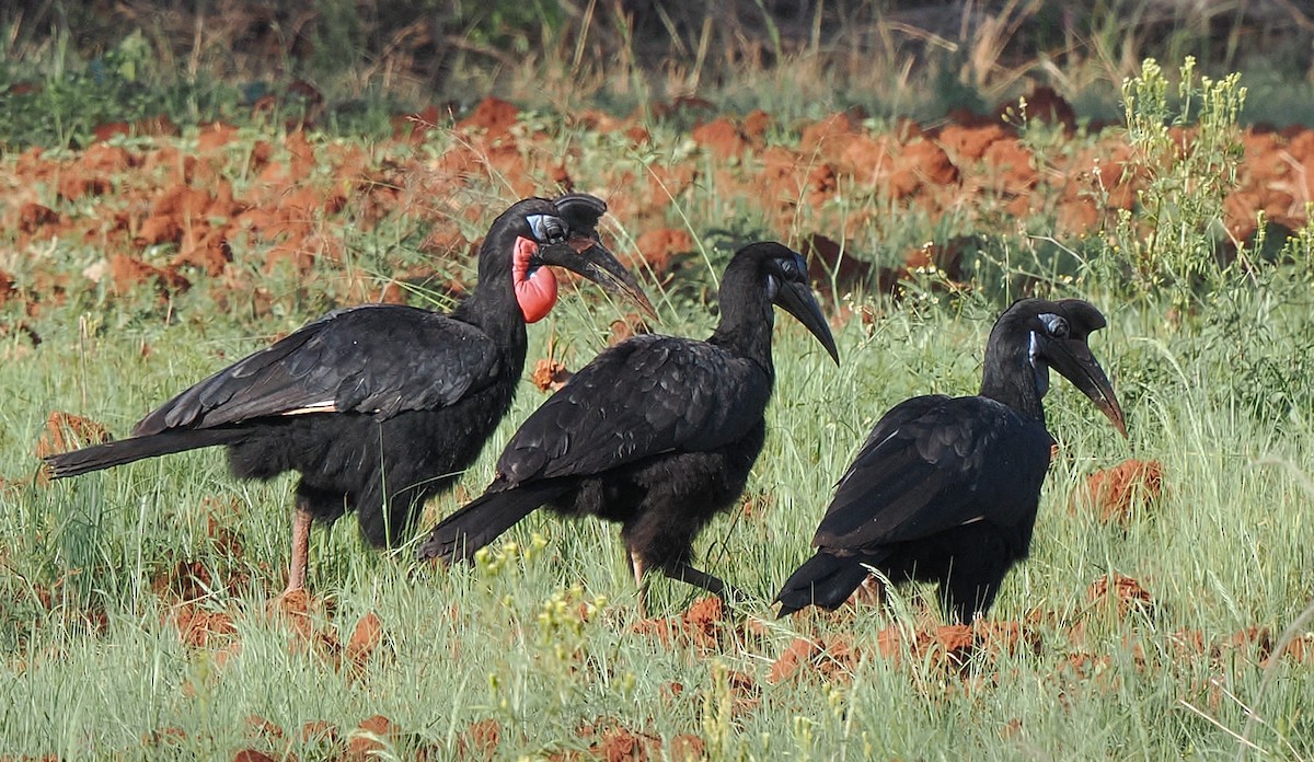 Abyssinian Ground-Hornbill - ML647053710