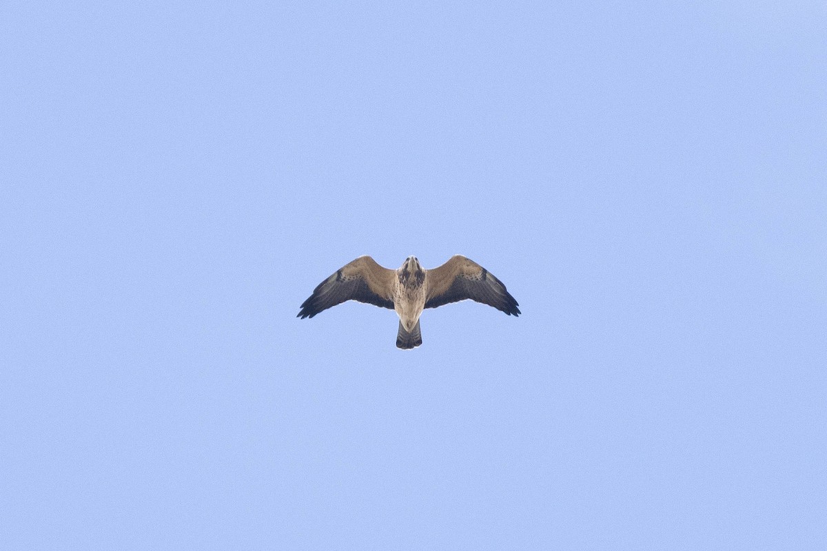 Свенсонов канюк - ML647053712