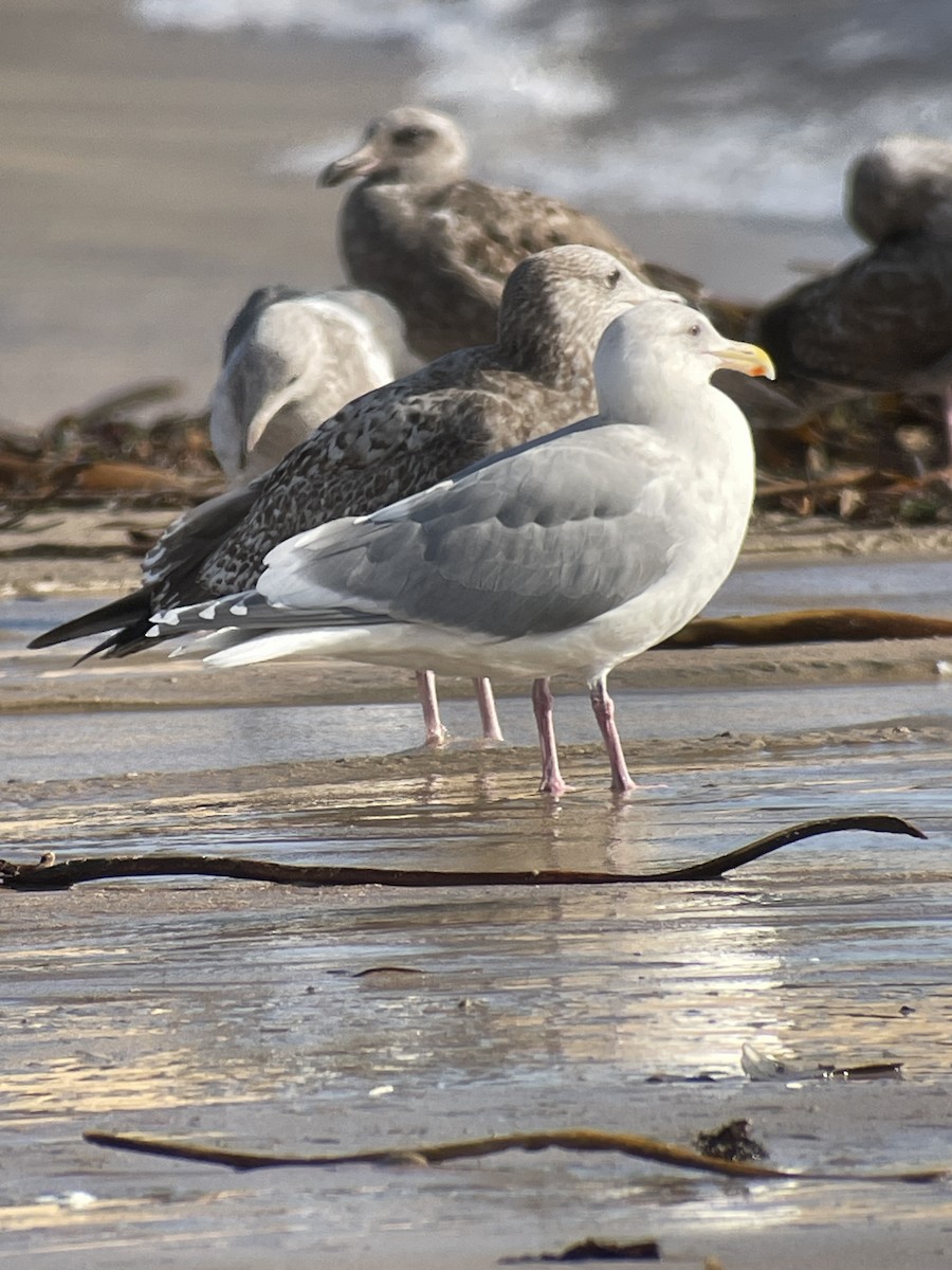 racek západní - ML647053713