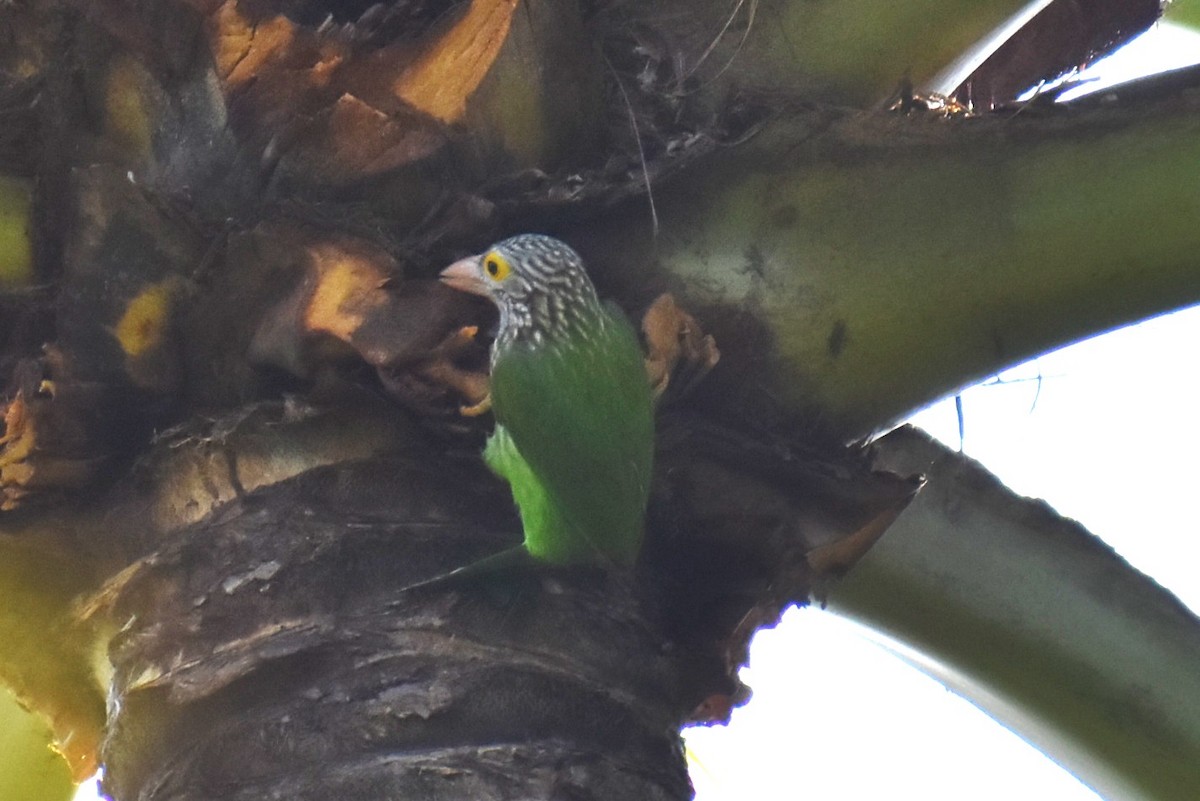 Lineated Barbet - ML647053719