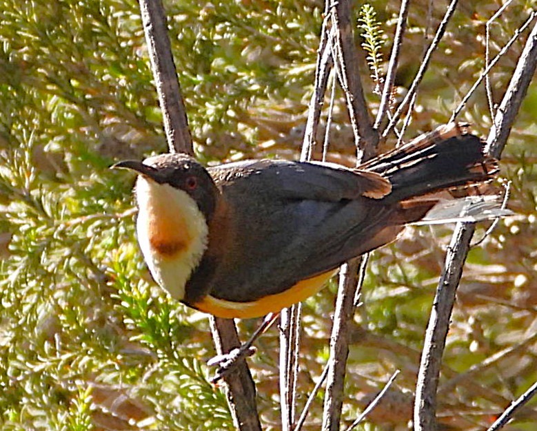 Eastern Spinebill - ML647053733