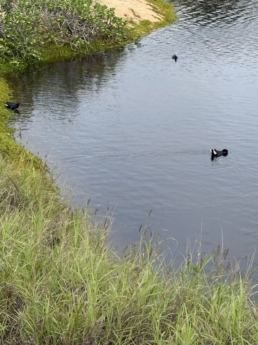 Common Gallinule - ML647053742