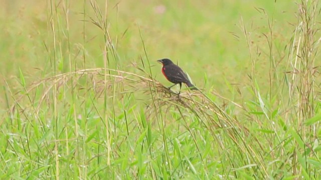 Red-breasted Meadowlark - ML647053764