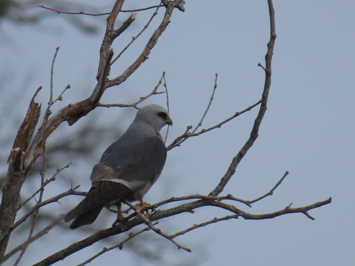 Milan du Mississippi - ML647053770