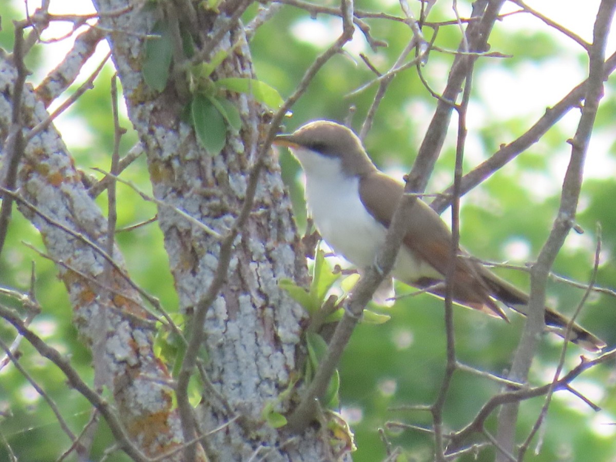 Yellow-billed Cuckoo - ML647053772