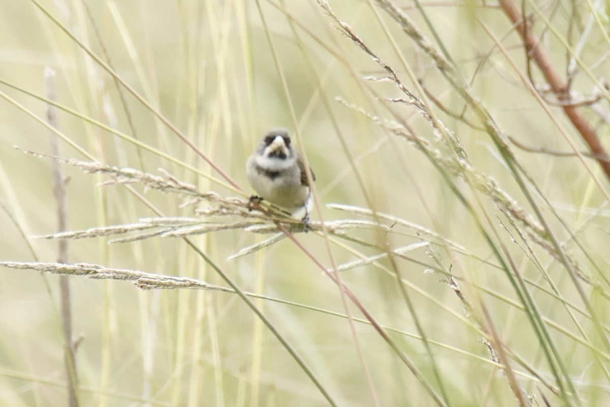 Double-collared Seedeater - ML647053777