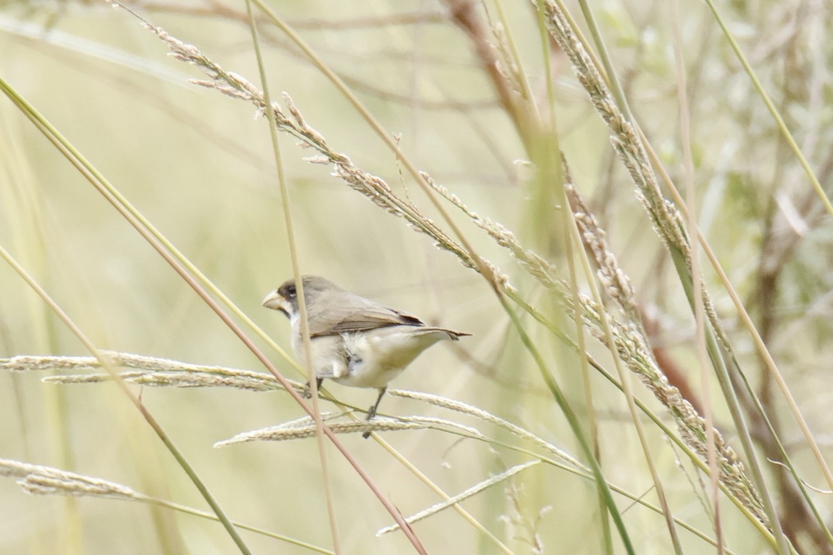 Double-collared Seedeater - ML647053778