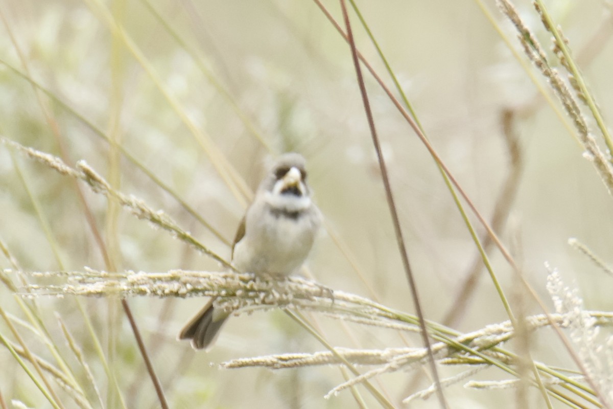 Double-collared Seedeater - ML647053779