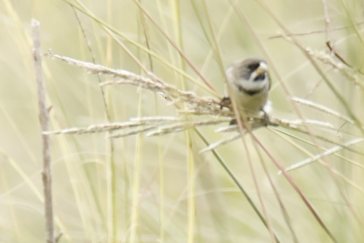 Double-collared Seedeater - ML647053780