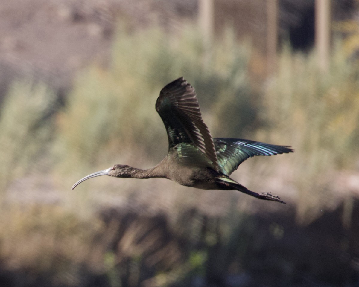 Beltzaran musuzuria - ML647053783