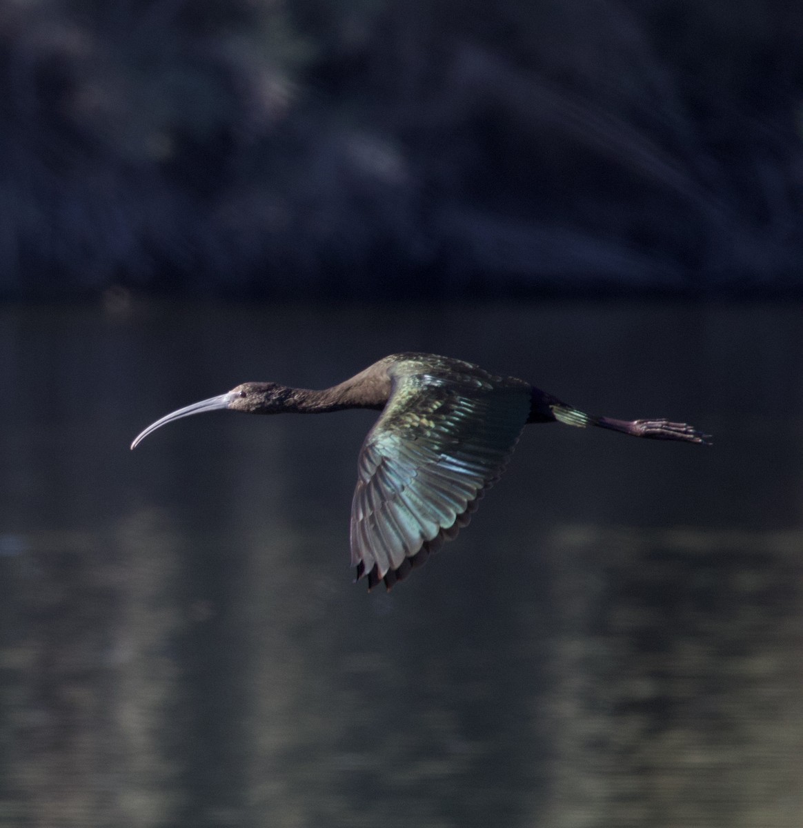 Beltzaran musuzuria - ML647053784