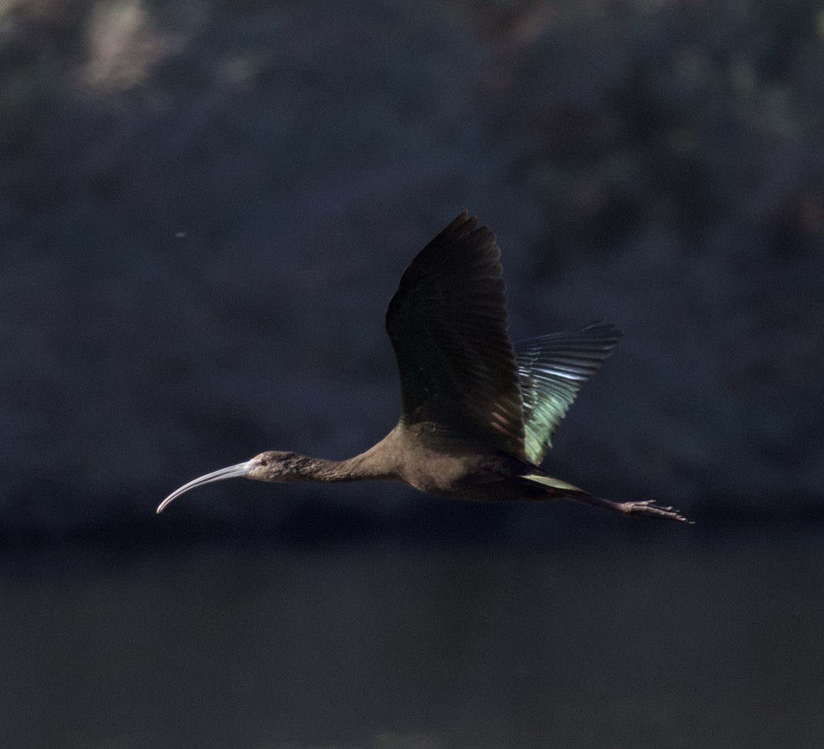 Beltzaran musuzuria - ML647053785