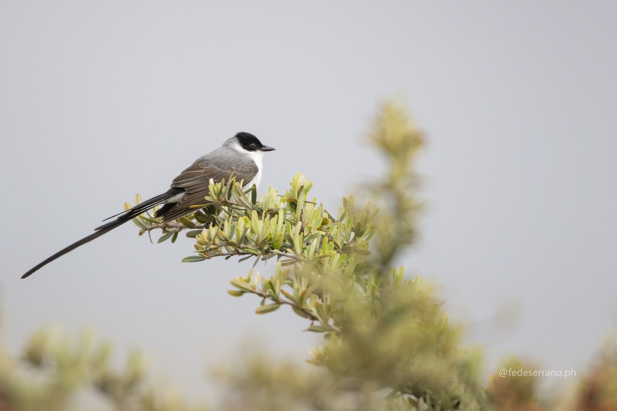Fork-tailed Flycatcher - ML647053793