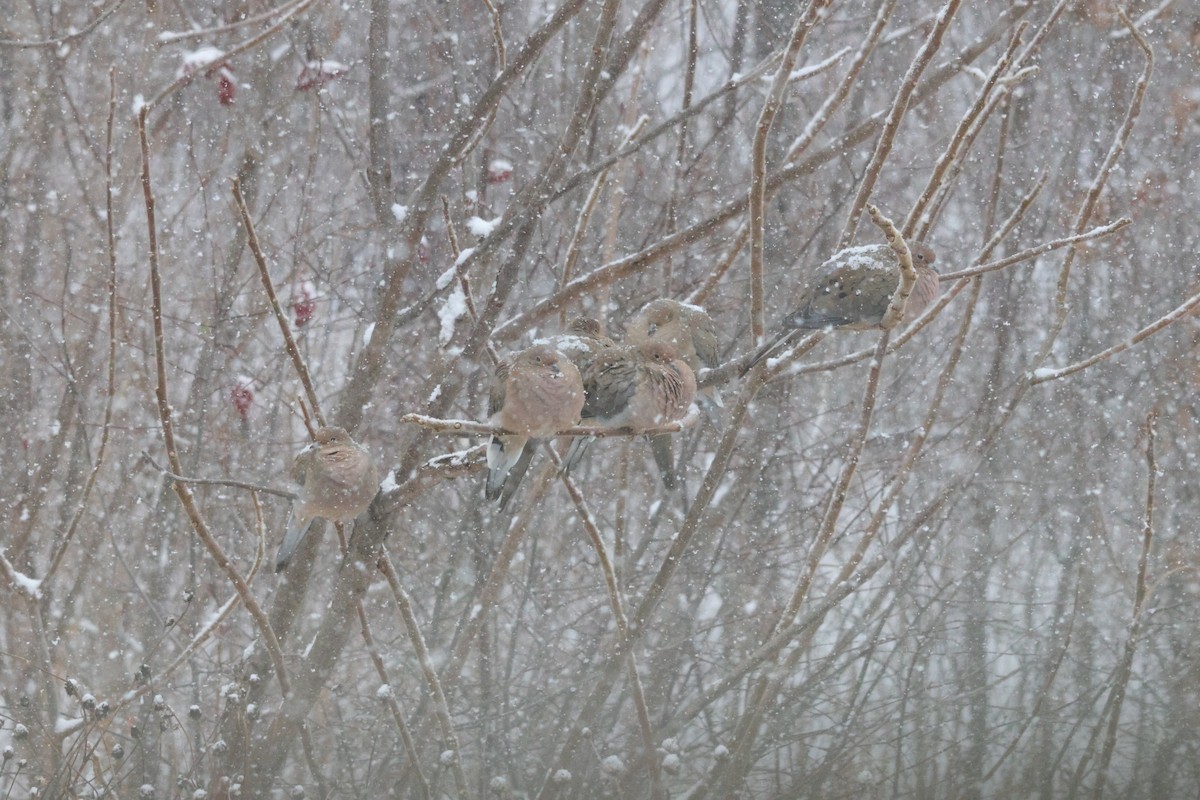Mourning Dove - ML647053806
