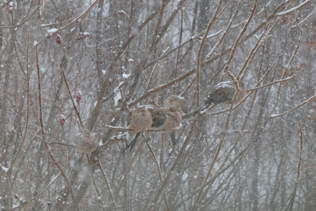 Mourning Dove - ML647053809