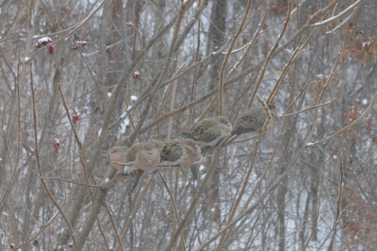 Mourning Dove - ML647053813