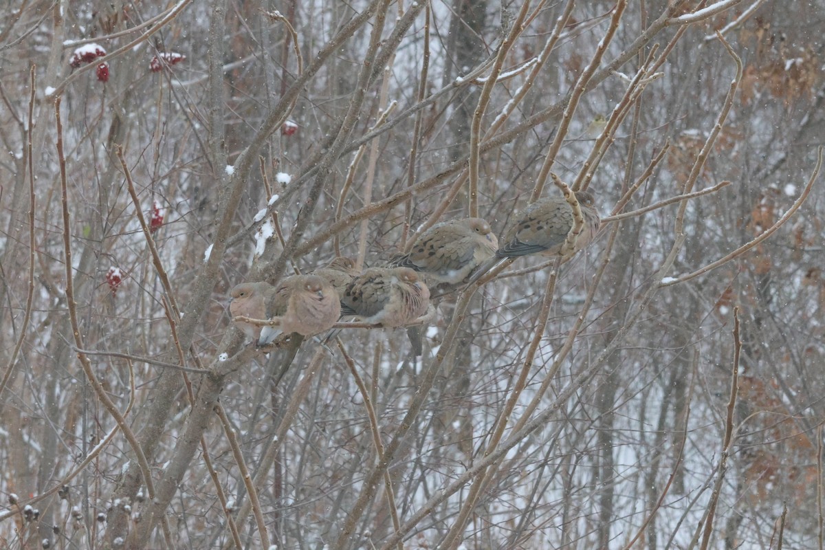 Mourning Dove - ML647053815