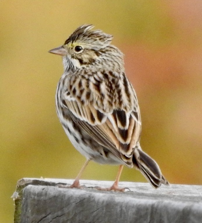 Пасовник савановий - ML647053828