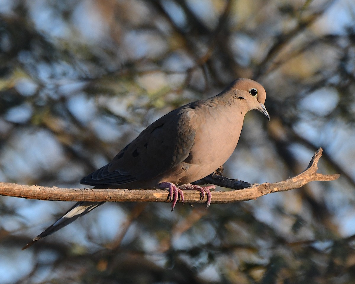 Mourning Dove - ML647053829