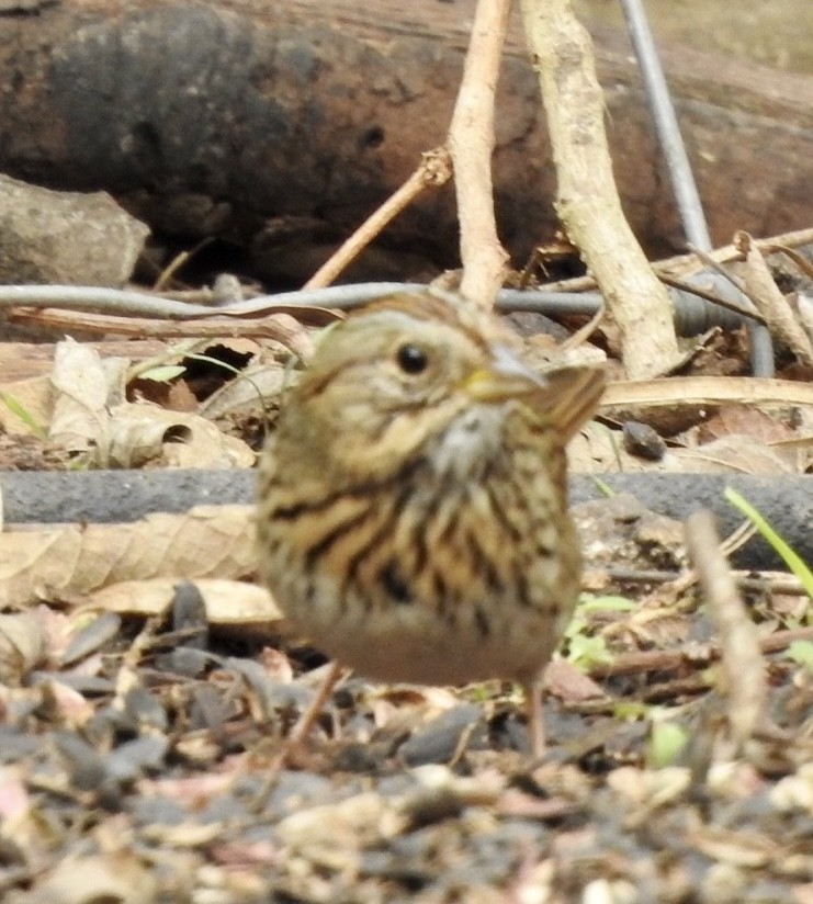 Lincoln's Sparrow - ML647053835