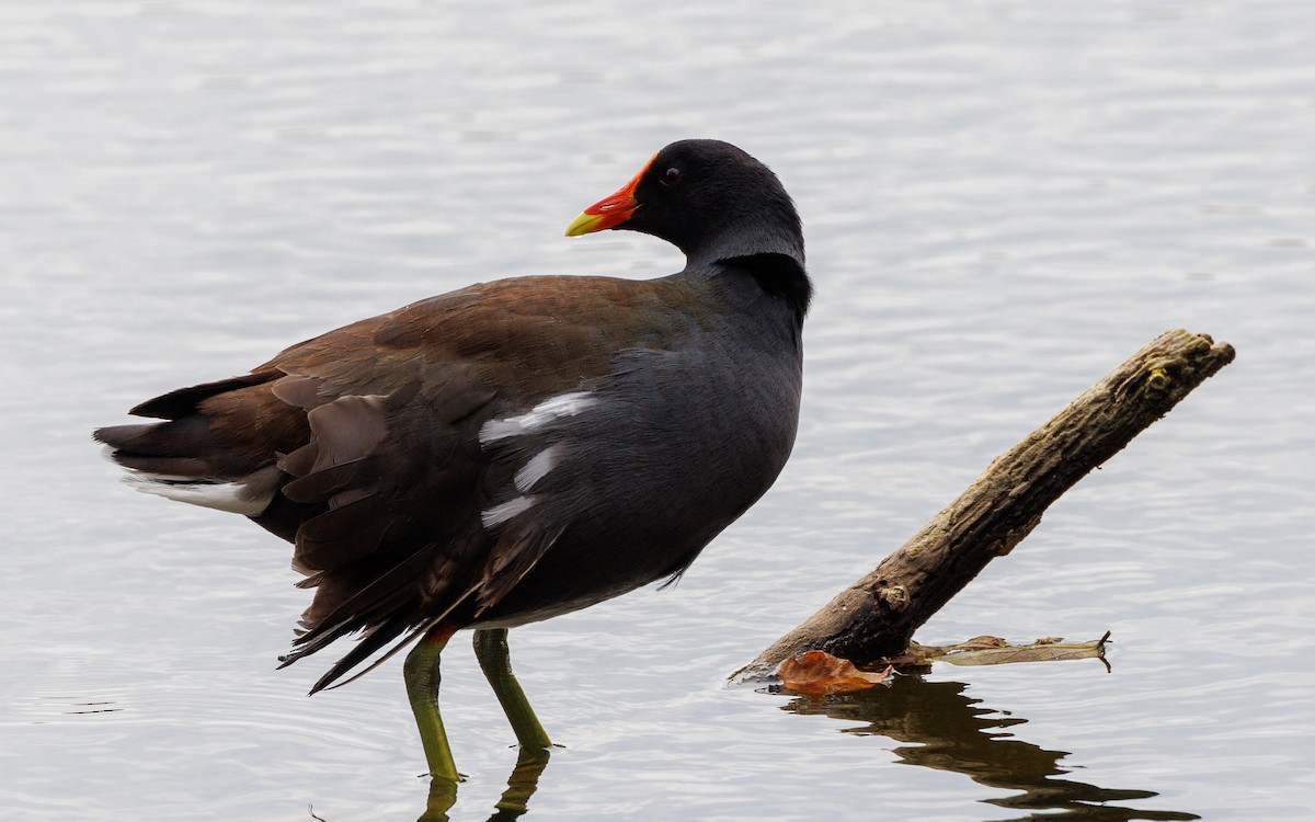 Common Gallinule - ML647053842