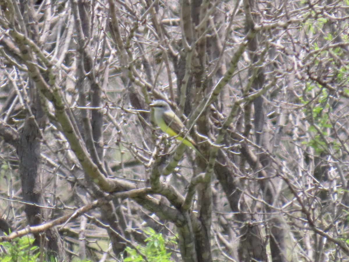 Tyran de l'Ouest - ML647053845