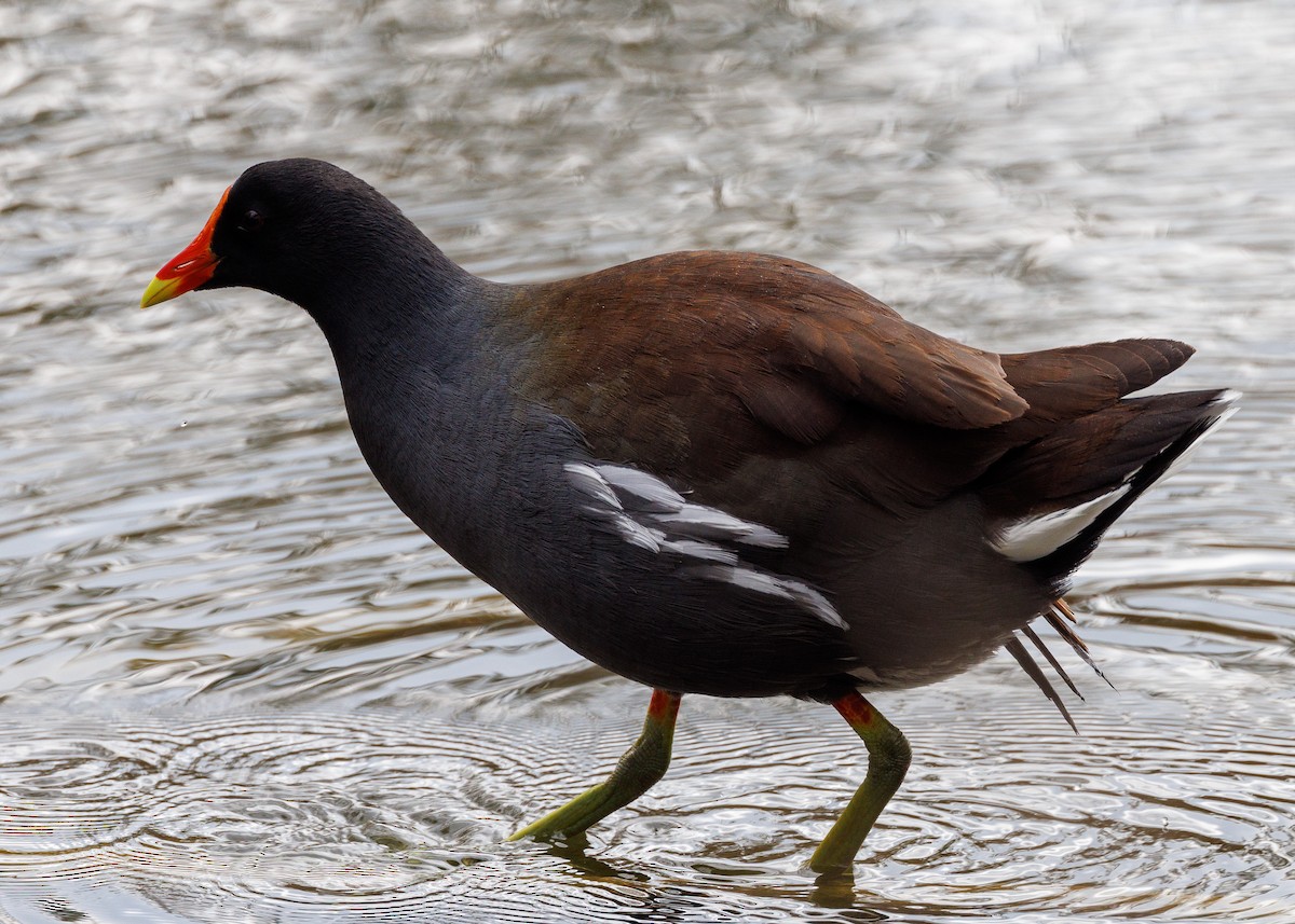 Common Gallinule - ML647053851