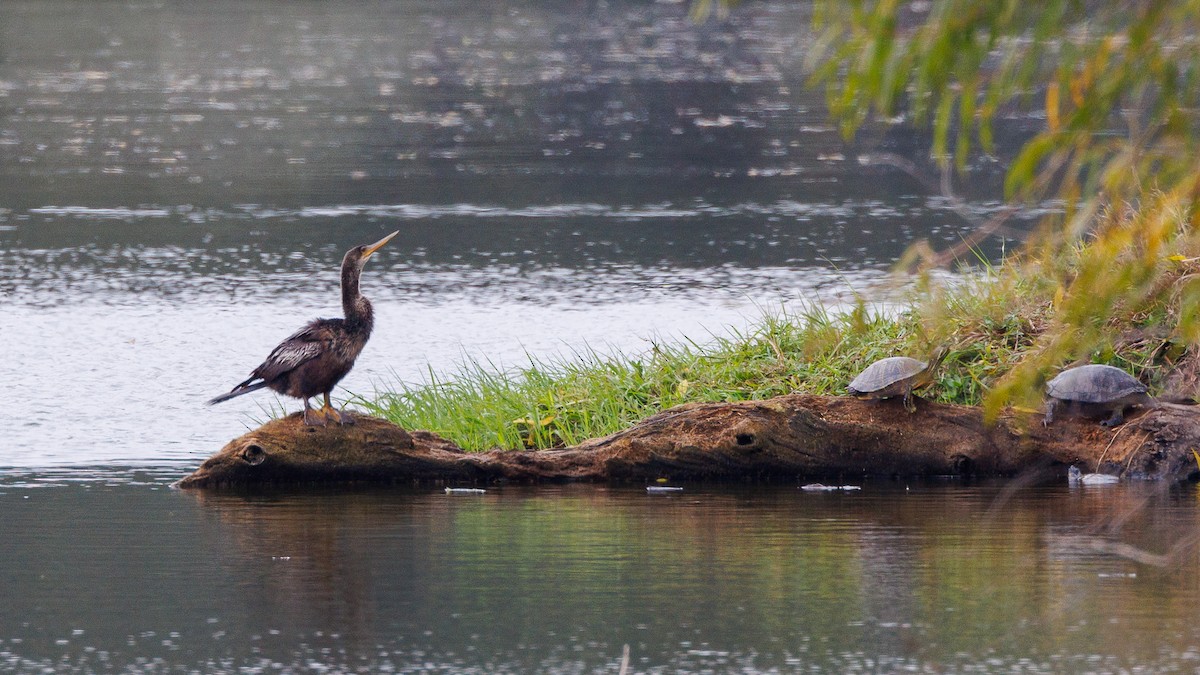 Anhinga - ML647053855