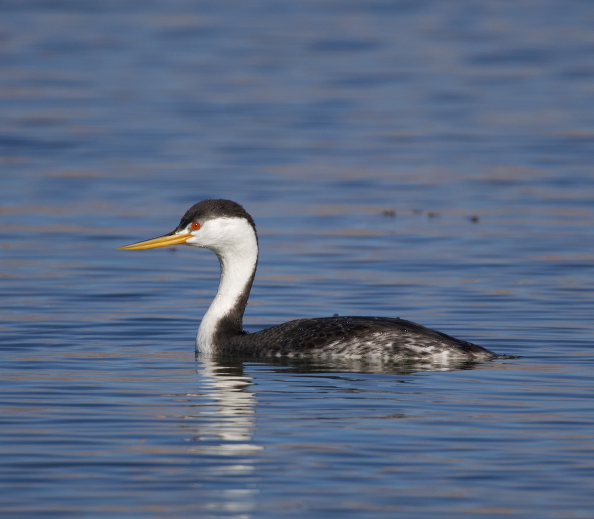 Clark's Grebe - ML647053858