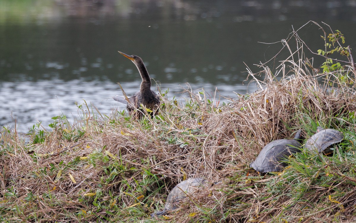 Anhinga - ML647053860