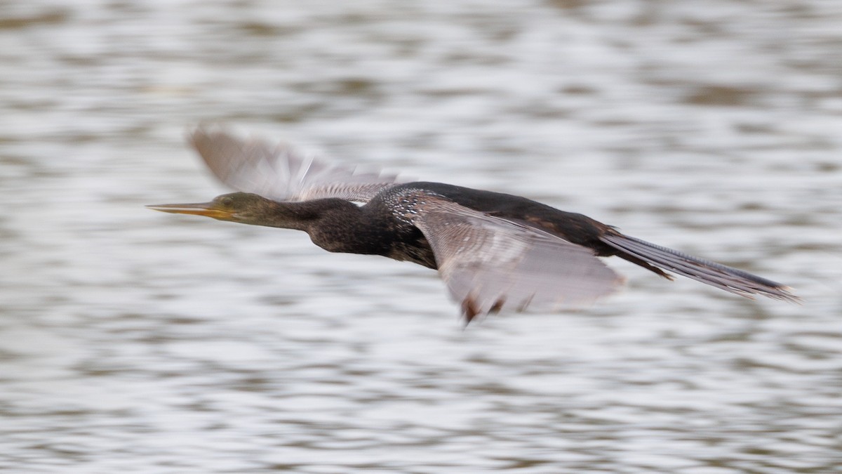 Anhinga - ML647053865