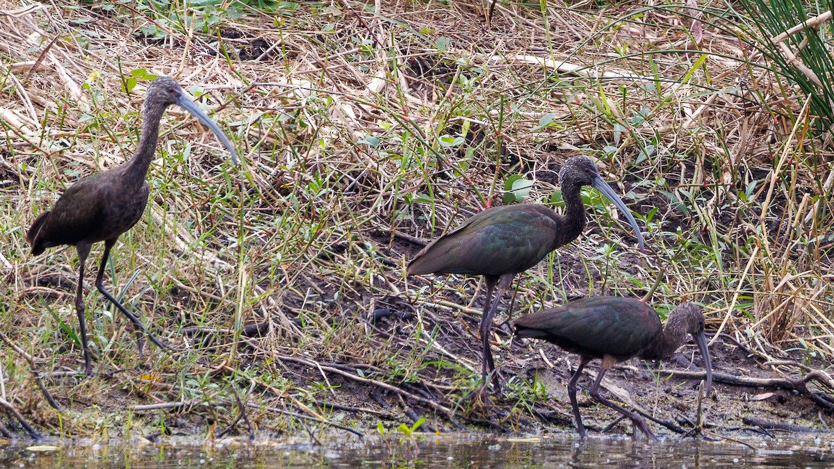 Beltzaran musuzuria - ML647053870