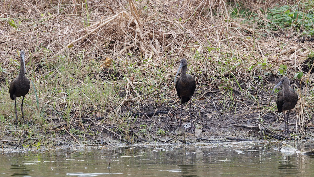 Beltzaran musuzuria - ML647053874