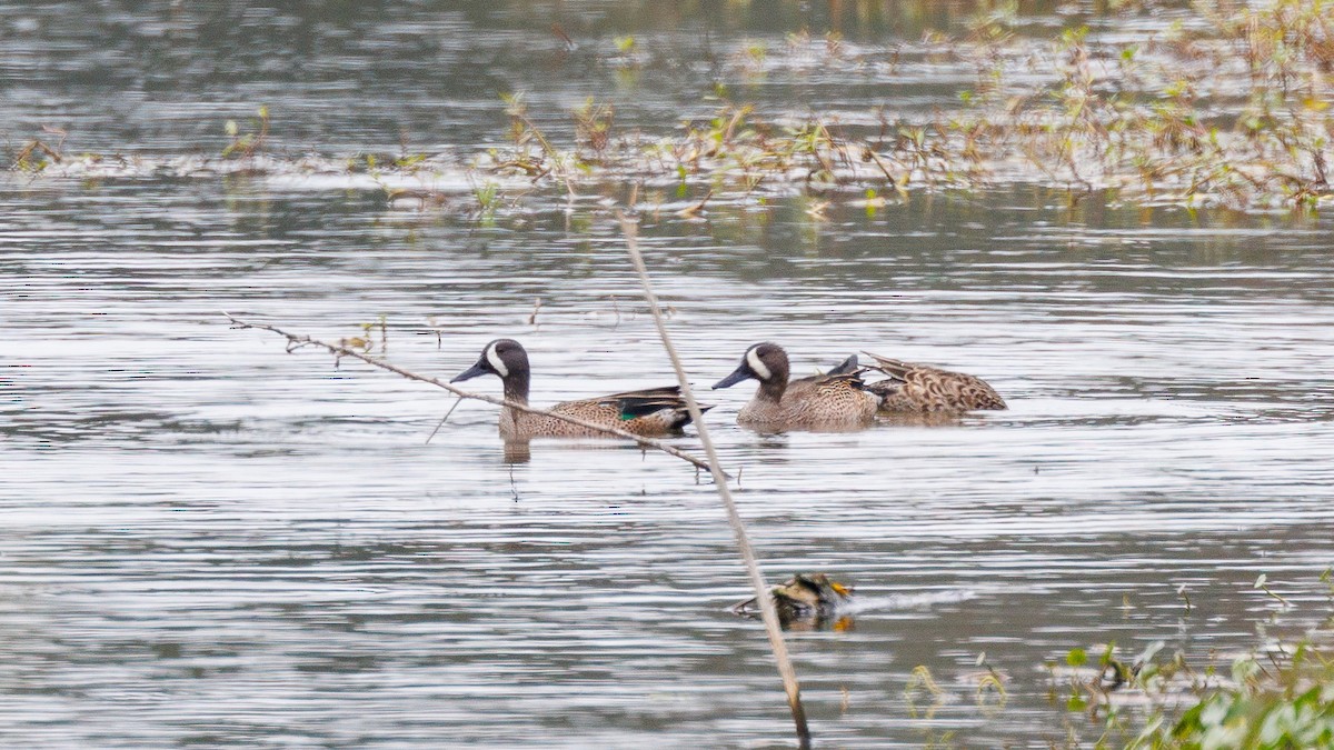 Blue-winged Teal - ML647053878