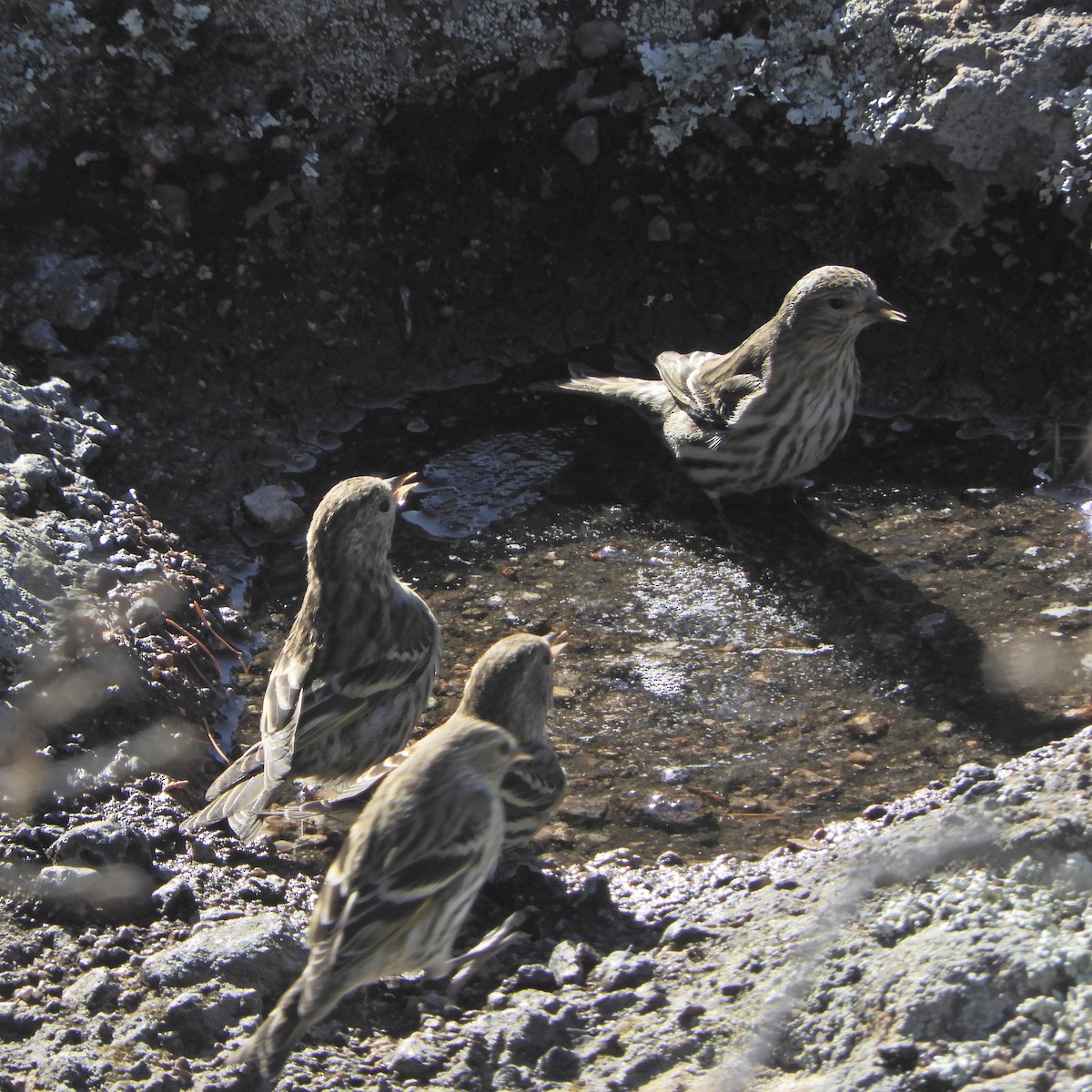 Pine Siskin - ML647053880