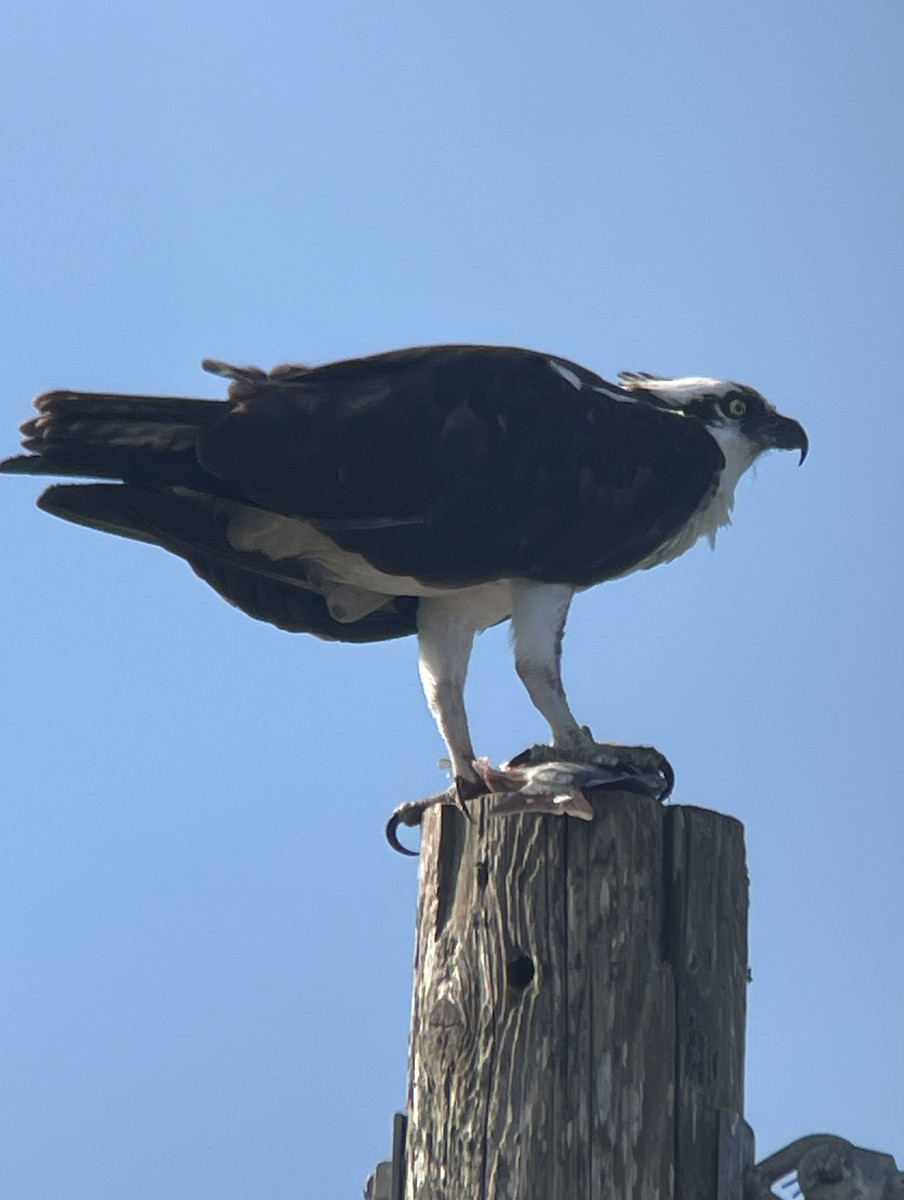 Скопа західна - ML647053886